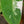 Load image into Gallery viewer, White Princess Philodendron