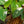 Load image into Gallery viewer, White Princess Philodendron