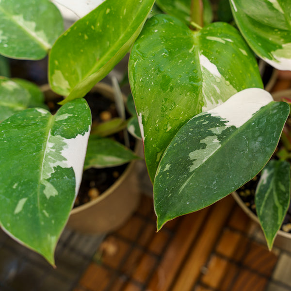 White Princess Philodendron