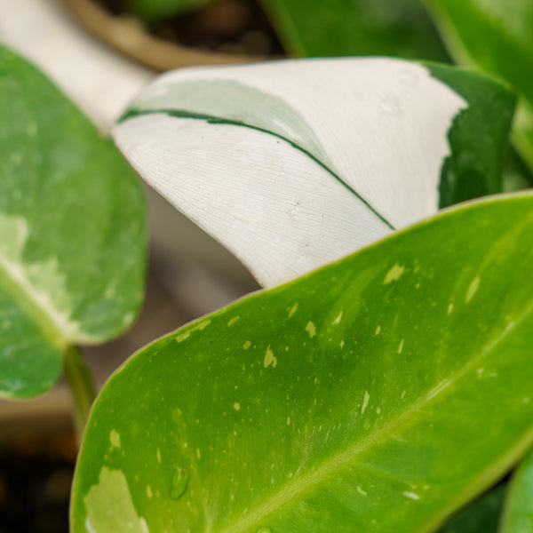 White Princess Philodendron