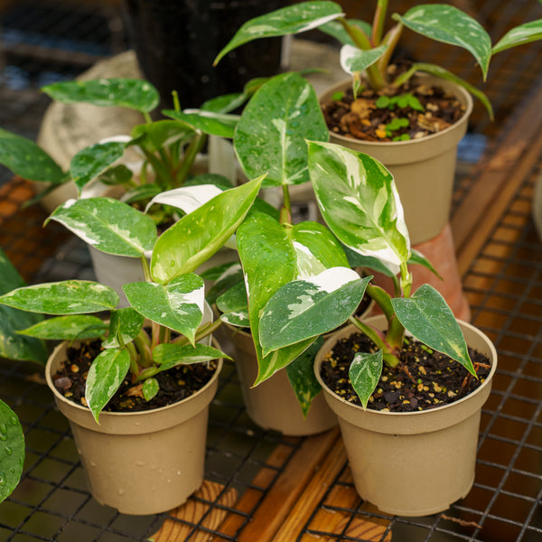 White Princess Philodendron