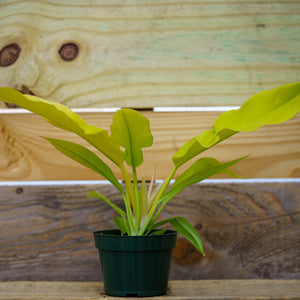 Gold Ring of Fire Philodendron - Philodendron - Houseplants