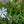 Load image into Gallery viewer, Bedazzled Lavender Phlox - Phlox - Perennials