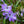 Load image into Gallery viewer, Bedazzled Pink Phlox - Early Spring Phlox - Perennials