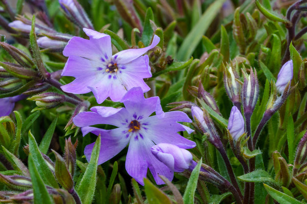 Bedazzled Pink Phlox - Early Spring Phlox - Perennials