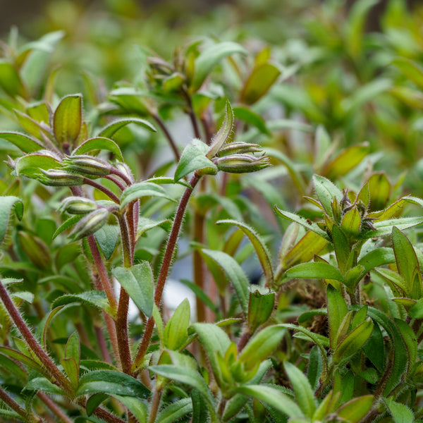 Rose Sprite Creeping Phlox