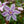 Load image into Gallery viewer, Candy Stripe Phlox - Early Spring Phlox - Perennials