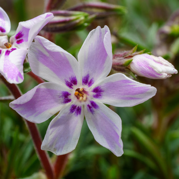 Candy Stripe Phlox - Early Spring Phlox - Perennials