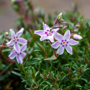 Candy Stripe Creeping Phlox