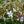 Load image into Gallery viewer, Moss Phlox - Early Spring Phlox - Perennials
