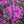 Load image into Gallery viewer, Scarlet Flame Phlox - Early Spring Phlox - Perennials