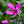 Load image into Gallery viewer, Scarlet Flame Phlox - Early Spring Phlox - Perennials