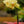 Load image into Gallery viewer, Piccola Moth Orchid