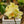 Load image into Gallery viewer, Piccola Moth Orchid