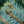 Load image into Gallery viewer, Baby Blue Colorado Spruce - Spruce - Conifers