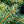 Load image into Gallery viewer, Christina Colorado Blue Spruce - Spruce - Confiers