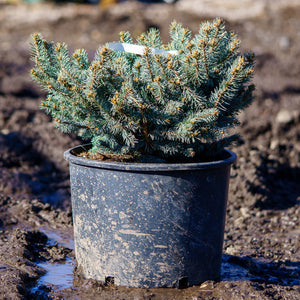 Christina Colorado Blue Spruce - Spruce - Confiers