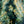 Load image into Gallery viewer, Montgomery Colorado Spruce - Spruce - Conifers