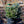 Load image into Gallery viewer, Montgomery Colorado Spruce - Spruce - Conifers