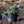 Load image into Gallery viewer, Weeping Colorado Spruce - Spruce - Conifers
