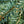 Load image into Gallery viewer, Weeping Colorado Spruce - Spruce - Conifers