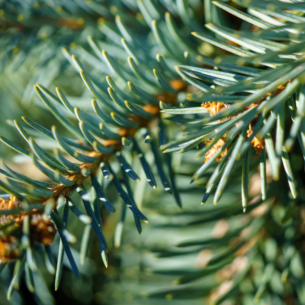 Weeping Colorado Spruce - Spruce - Conifers