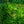 Load image into Gallery viewer, Picola Japanese Umbrella Pine