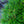 Load image into Gallery viewer, Picola Japanese Umbrella Pine