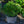 Load image into Gallery viewer, Picola Japanese Umbrella Pine