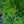 Load image into Gallery viewer, Picola Japanese Umbrella Pine