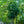 Load image into Gallery viewer, Pin Oak