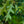 Load image into Gallery viewer, Pin Oak