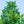 Load image into Gallery viewer, Pin Oak