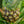 Load image into Gallery viewer, Pineapple Plant