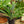 Load image into Gallery viewer, Pineapple Plant