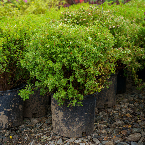 Pink Beauty Potentilla