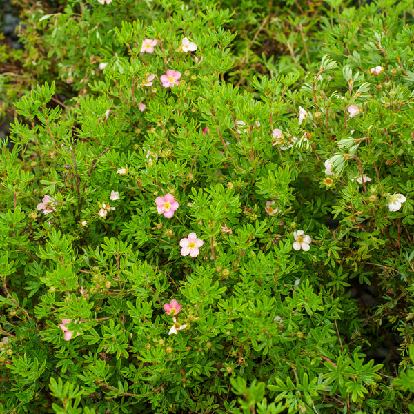 Pink Beauty Potentilla