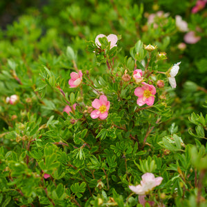 Pink Beauty Potentilla