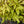 Load image into Gallery viewer, Pink Champagne Barrenwort