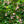 Load image into Gallery viewer, Pink Chimes Japanese Snowbell - Styrax - Flowering Trees