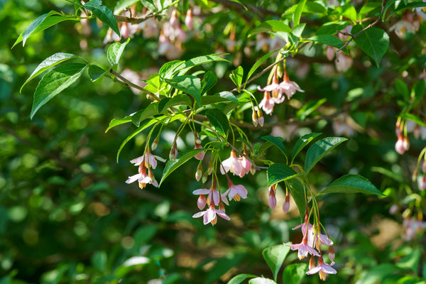 Pink Chimes Japanese Snowbell