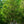 Load image into Gallery viewer, Pink Chimes Japanese Snowbell - Styrax - Flowering Trees