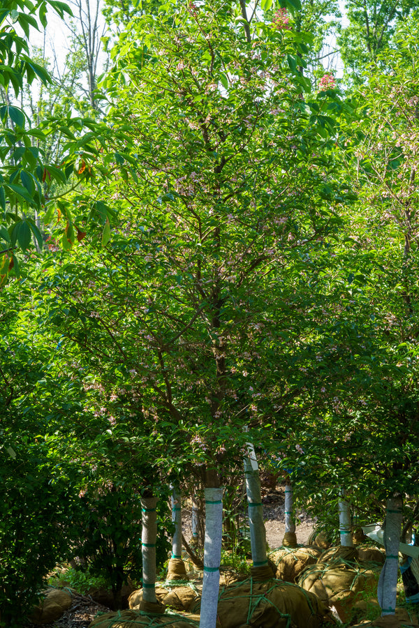 Pink Chimes Japanese Snowbell