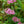 Load image into Gallery viewer, Pink Delight Butterfly Bush