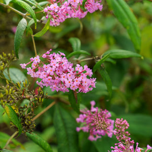 Pink Delight Butterfly Bush