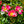 Load image into Gallery viewer, Pink Drift Rose