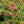 Load image into Gallery viewer, Pink Drift Rose