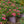 Load image into Gallery viewer, Pink Drift Rose