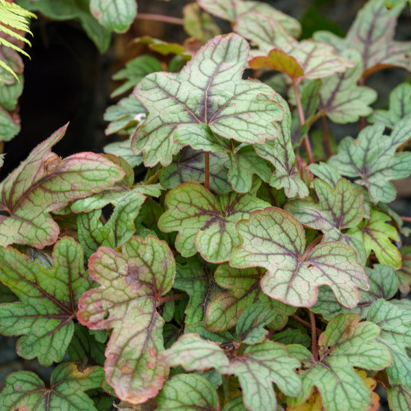 Pink Fizz Foamy Bells