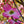 Load image into Gallery viewer, Pink Flowering Dogwood - Dogwood Tree - Flowering Trees